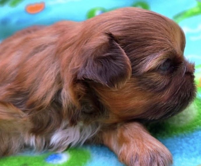 Atlas — Male AKC Shih Tzu puppy for sale at Aleka Shih Tzu in Texas — photo 2