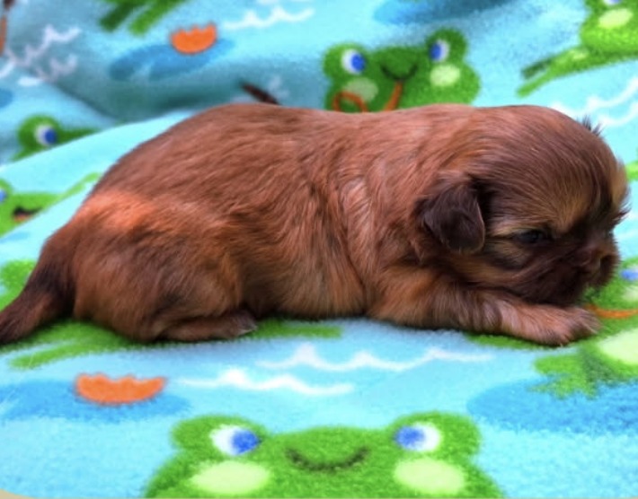 Atlas — Male AKC Shih Tzu puppy for sale at Aleka Shih Tzu in Texas — photo 3