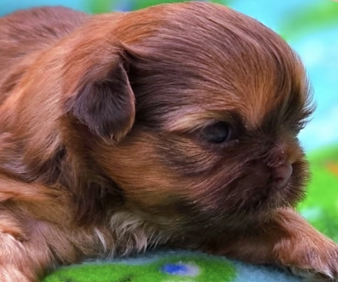Atlas — Male AKC Shih Tzu puppy for sale at Aleka Shih Tzu in Texas — photo 4