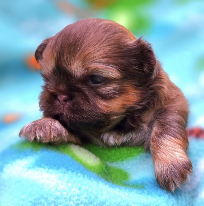 Avalon — Female AKC Shih Tzu puppy for sale at Aleka Shih Tzu in Texas — photo 1