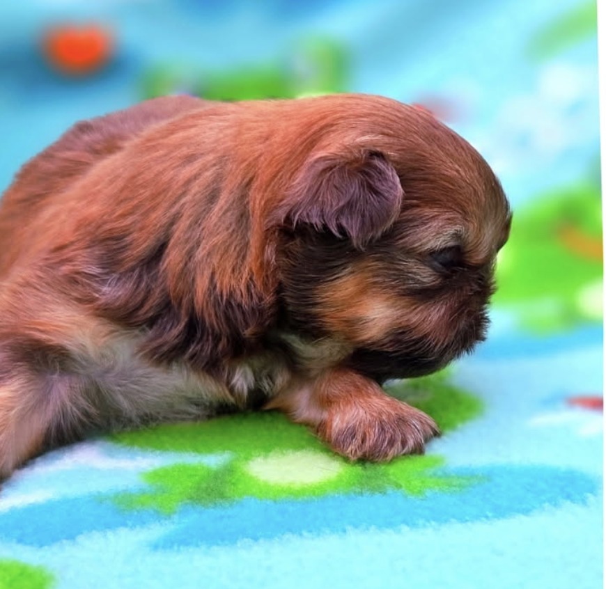 Avalon — Female AKC Shih Tzu puppy for sale at Aleka Shih Tzu in Texas — photo 2