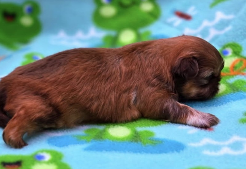 Avalon — Female AKC Shih Tzu puppy for sale at Aleka Shih Tzu in Texas — photo 3