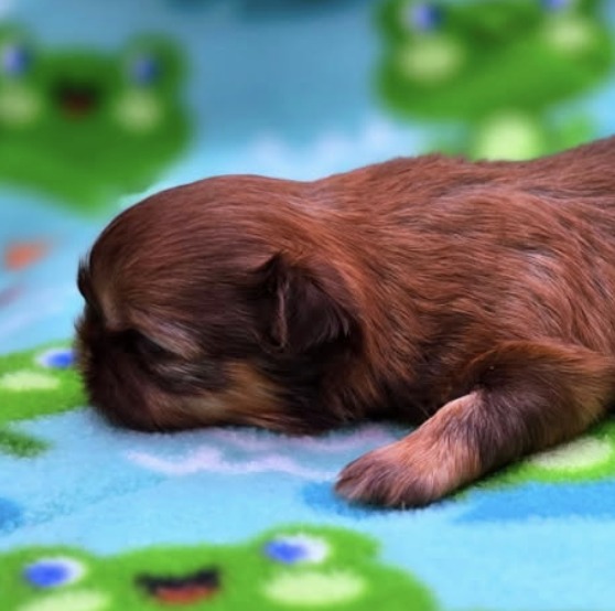 Avalon — Female AKC Shih Tzu puppy for sale at Aleka Shih Tzu in Texas — photo 4