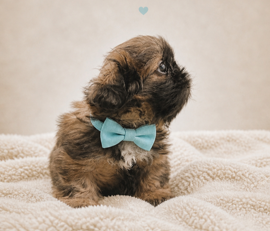 O'Rourke — Male AKC Shih Tzu puppy for sale at Aleka Shih Tzu in Texas — photo 1