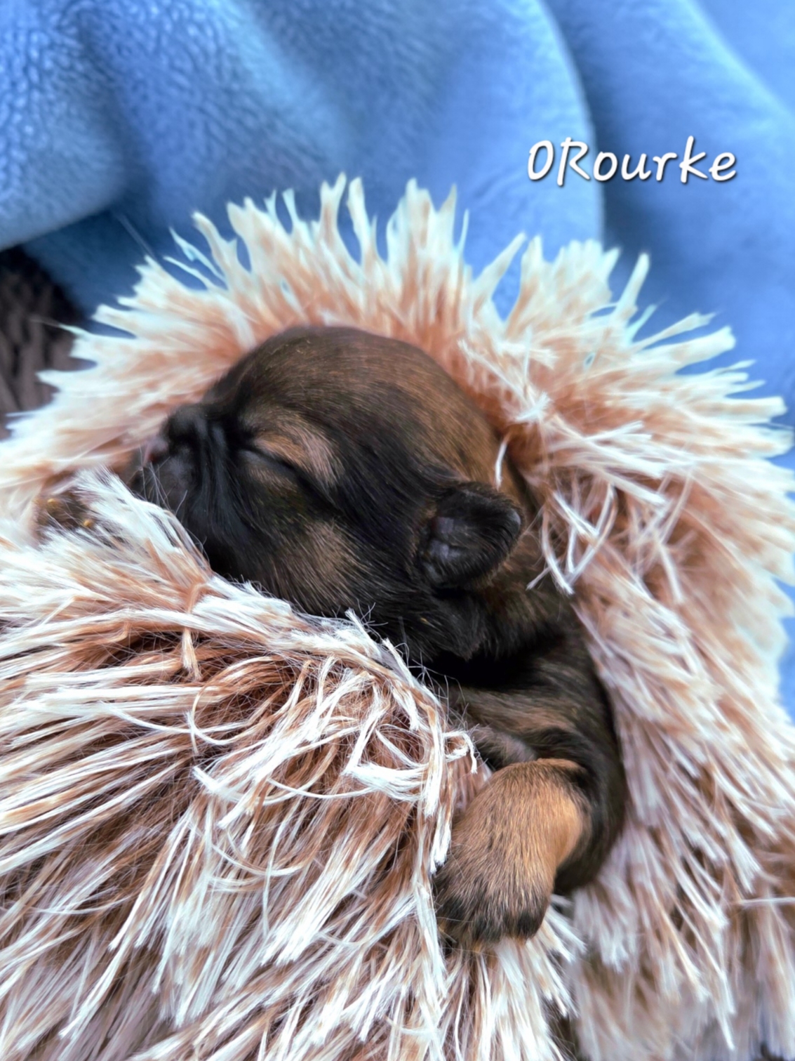 O'Rourke — Male AKC Shih Tzu puppy for sale at Aleka Shih Tzu in Texas — photo 3