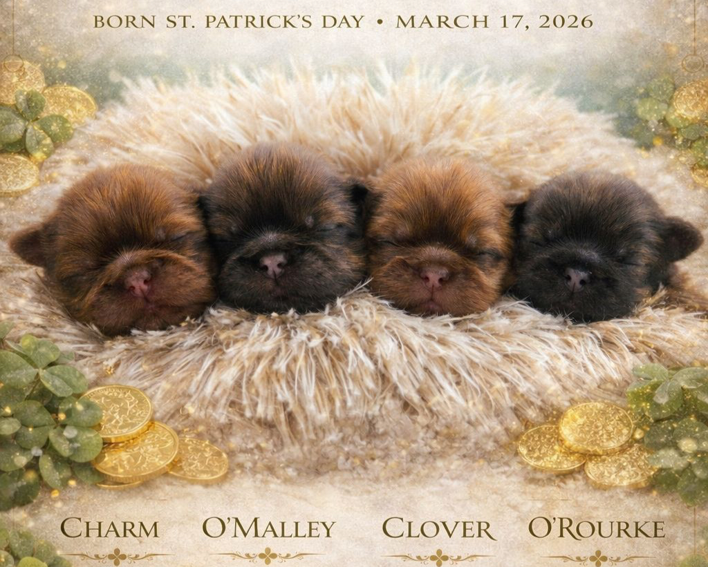 O'Rourke — Male AKC Shih Tzu puppy for sale at Aleka Shih Tzu in Texas — photo 4
