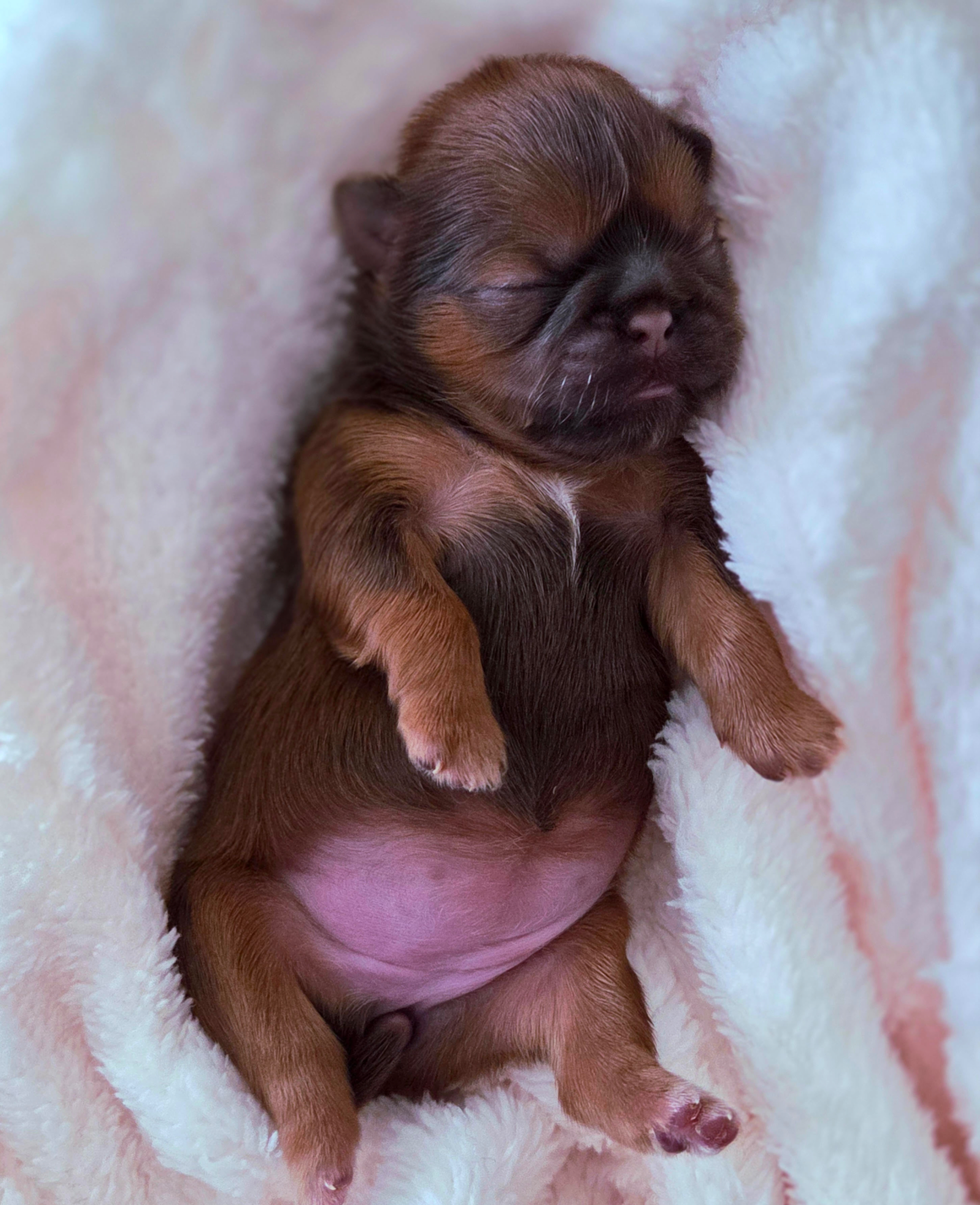 Palmer — Female AKC Shih Tzu puppy for sale at Aleka Shih Tzu in Texas — photo 5