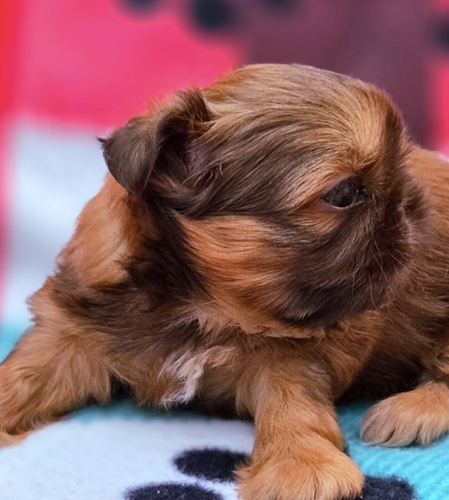 Palmer — Female AKC Shih Tzu puppy for sale at Aleka Shih Tzu in Texas — photo 1