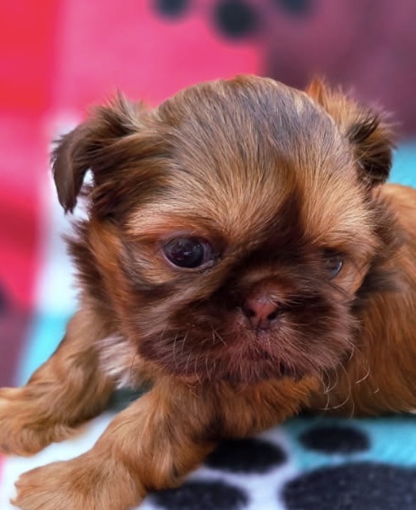 Palmer — Female AKC Shih Tzu puppy for sale at Aleka Shih Tzu in Texas — photo 2