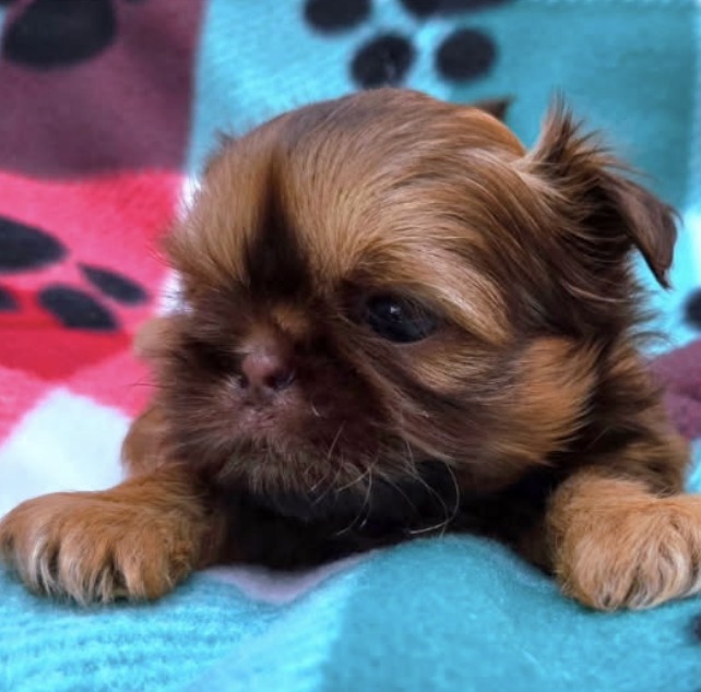 Palmer — Female AKC Shih Tzu puppy for sale at Aleka Shih Tzu in Texas — photo 3