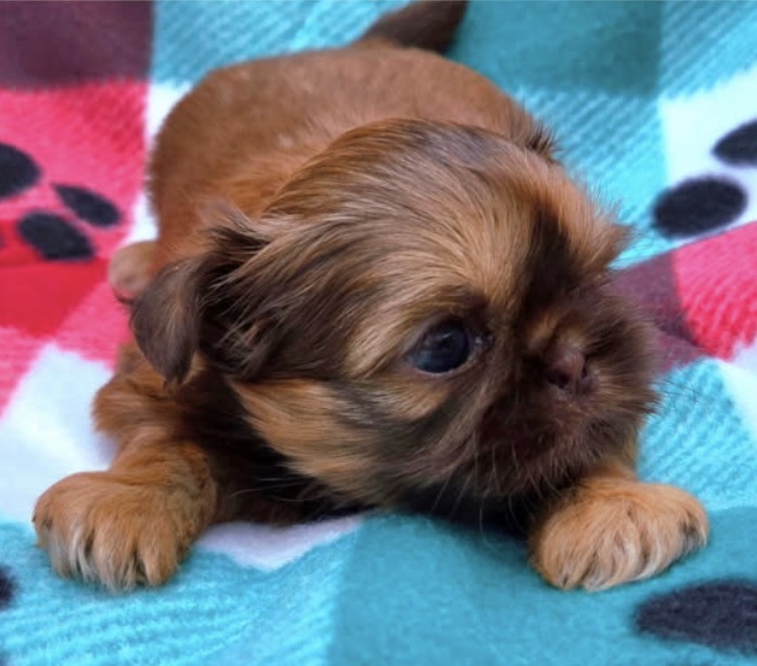 Palmer — Female AKC Shih Tzu puppy for sale at Aleka Shih Tzu in Texas — photo 4