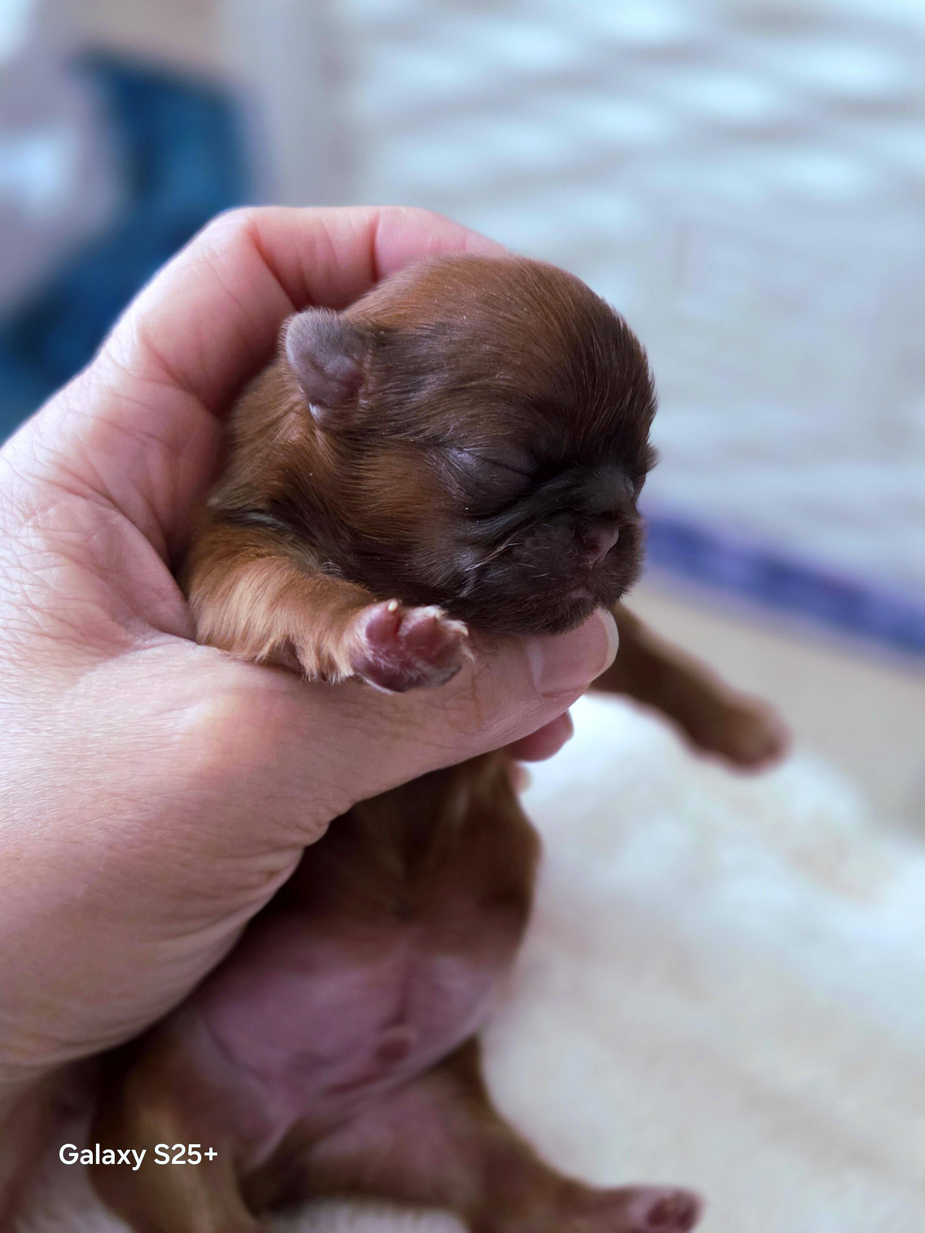 Parker — Male AKC Shih Tzu puppy for sale at Aleka Shih Tzu in Texas — photo 6