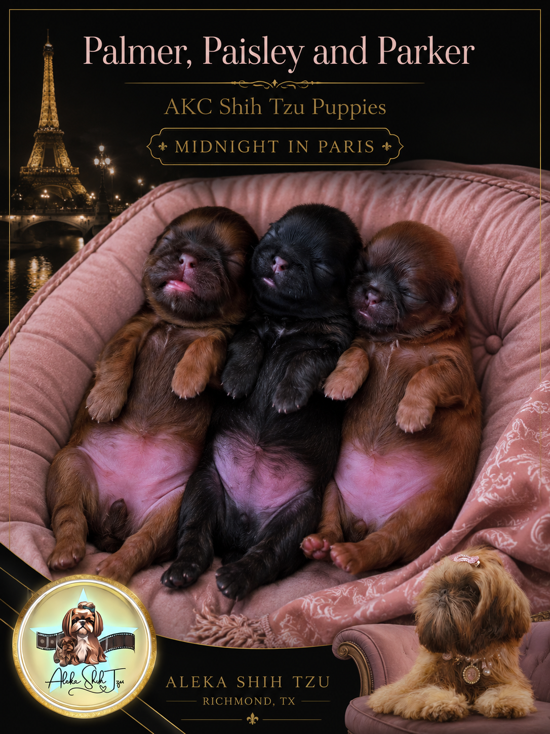 Parker — Male AKC Shih Tzu puppy for sale at Aleka Shih Tzu in Texas — photo 7