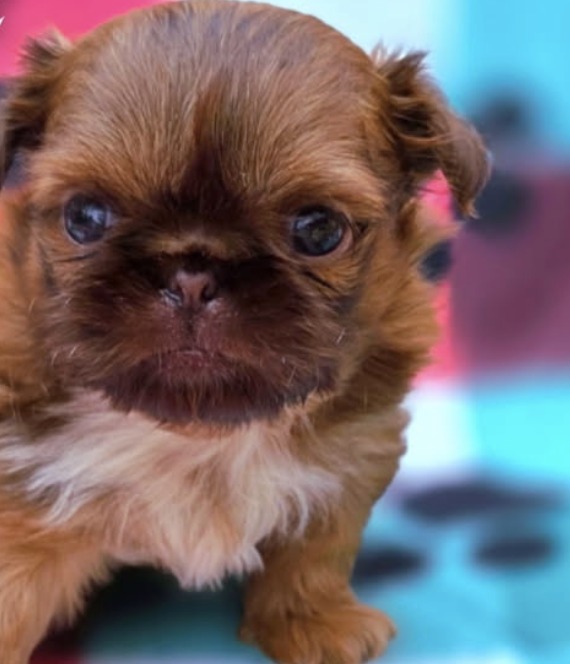 Parker — Male AKC Shih Tzu puppy for sale at Aleka Shih Tzu in Texas — photo 2