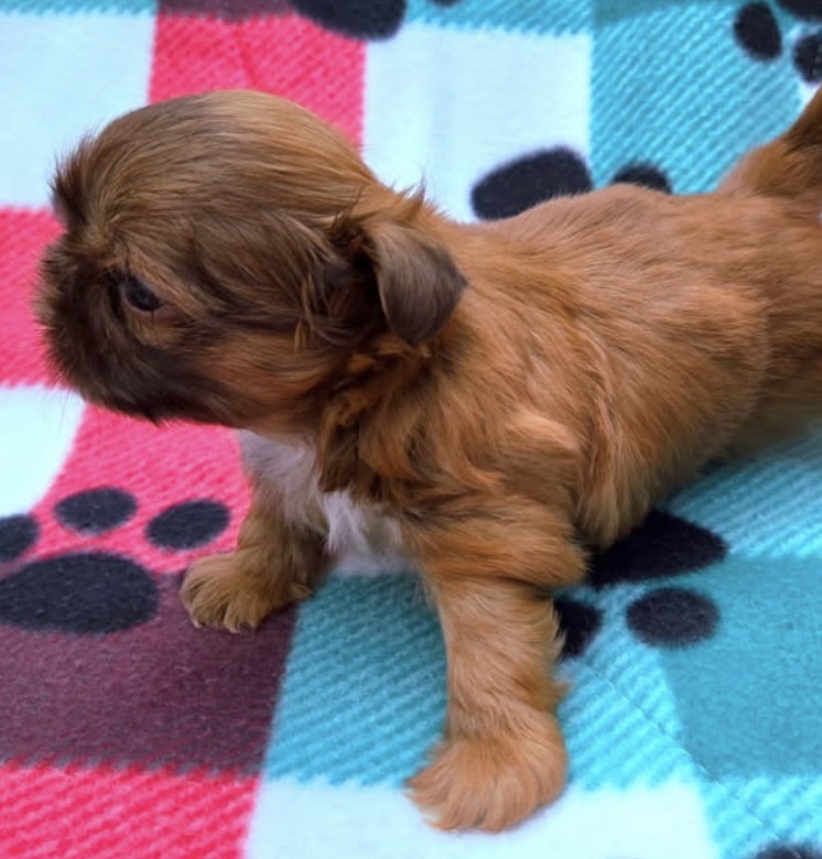 Parker — Male AKC Shih Tzu puppy for sale at Aleka Shih Tzu in Texas — photo 3
