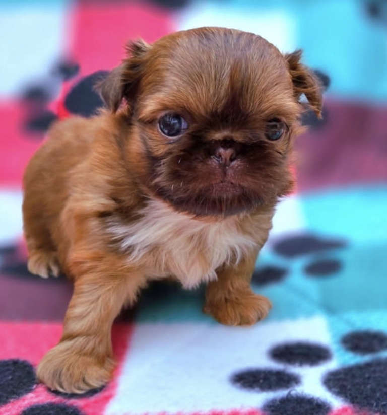 Parker — Male AKC Shih Tzu puppy for sale at Aleka Shih Tzu in Texas — photo 4