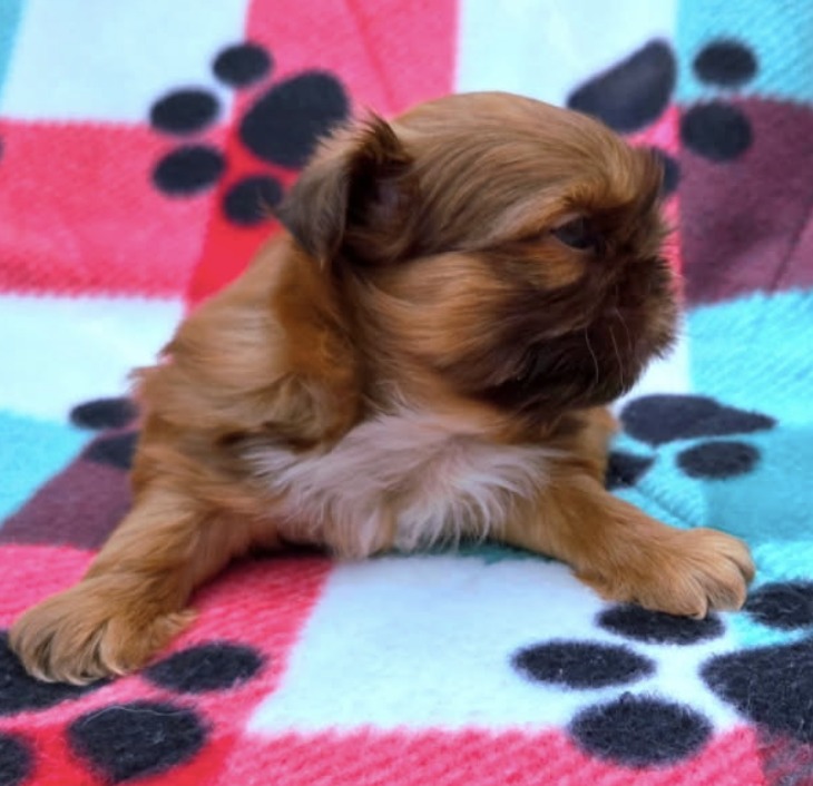 Parker — Male AKC Shih Tzu puppy for sale at Aleka Shih Tzu in Texas — photo 5