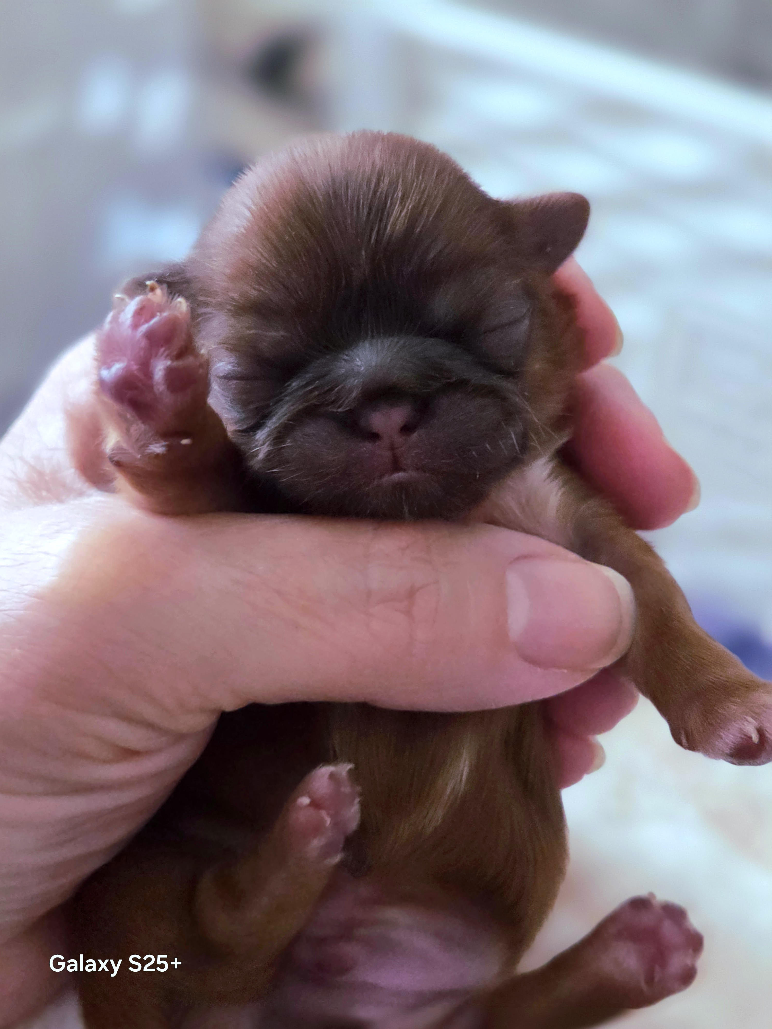 Paisley — Female AKC Shih Tzu puppy for sale at Aleka Shih Tzu in Texas — photo 5