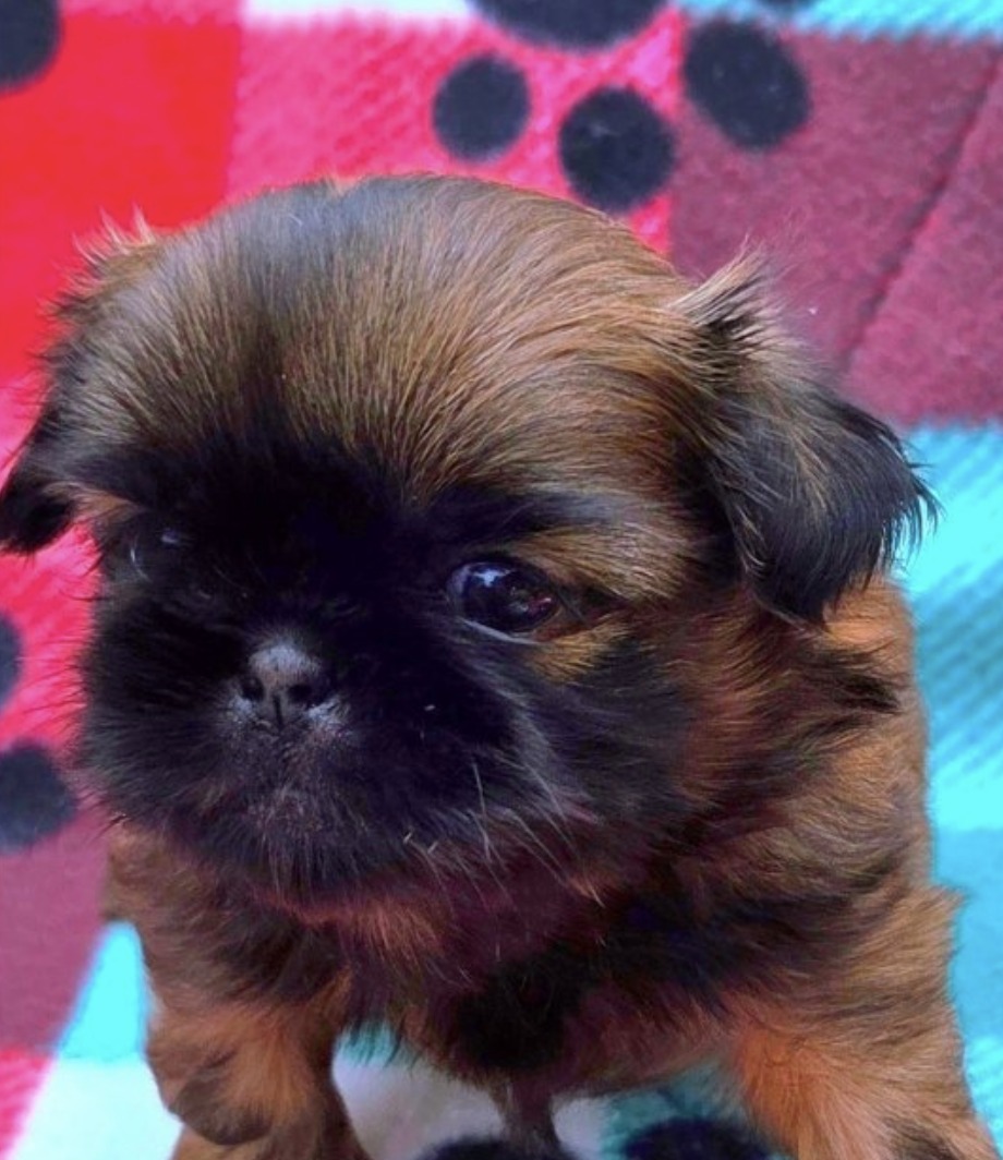 Paisley — Female AKC Shih Tzu puppy for sale at Aleka Shih Tzu in Texas — photo 1