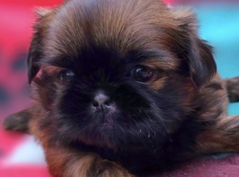 Paisley — Female AKC Shih Tzu puppy for sale at Aleka Shih Tzu in Texas — photo 2