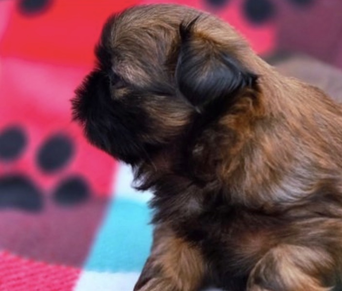 Paisley — Female AKC Shih Tzu puppy for sale at Aleka Shih Tzu in Texas — photo 3