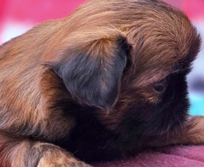 Paisley — Female AKC Shih Tzu puppy for sale at Aleka Shih Tzu in Texas — photo 4
