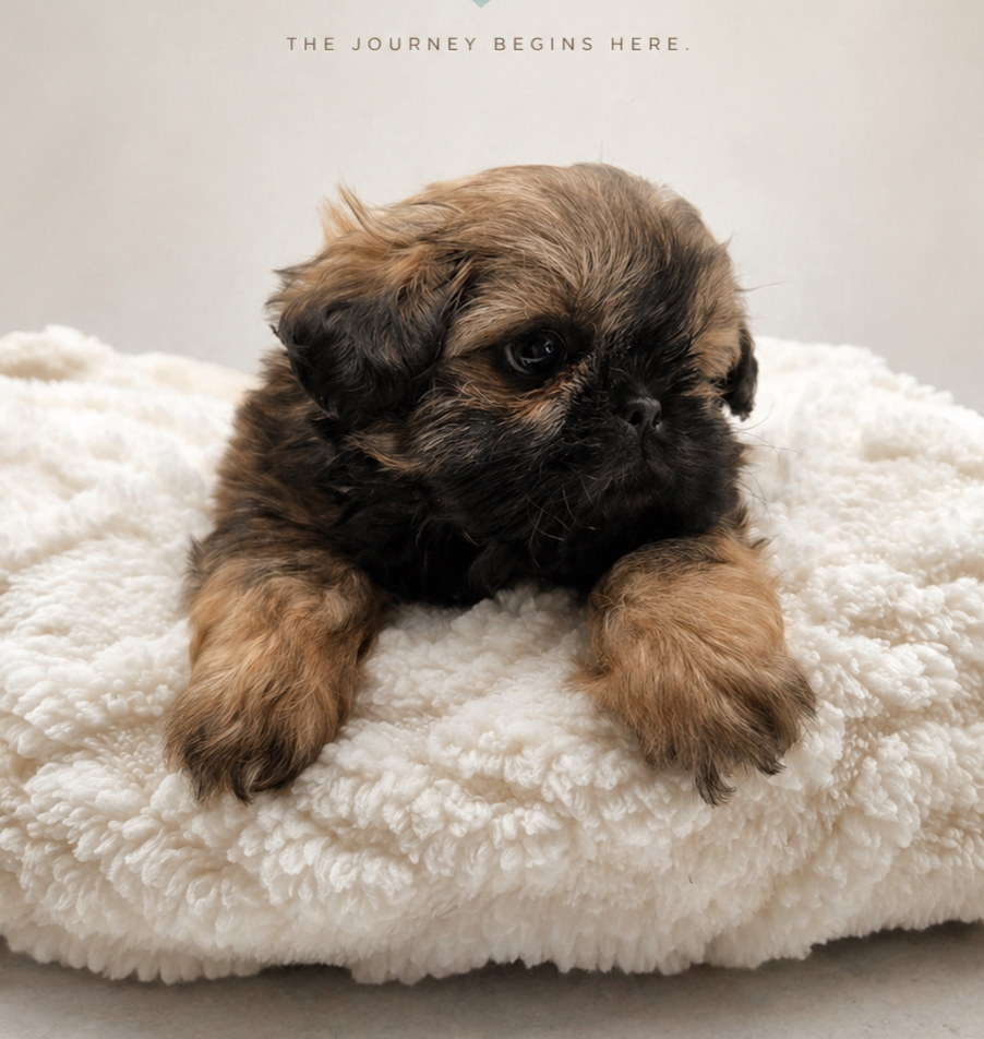 O'Malley — Male AKC Shih Tzu puppy for sale at Aleka Shih Tzu in Texas — photo 1
