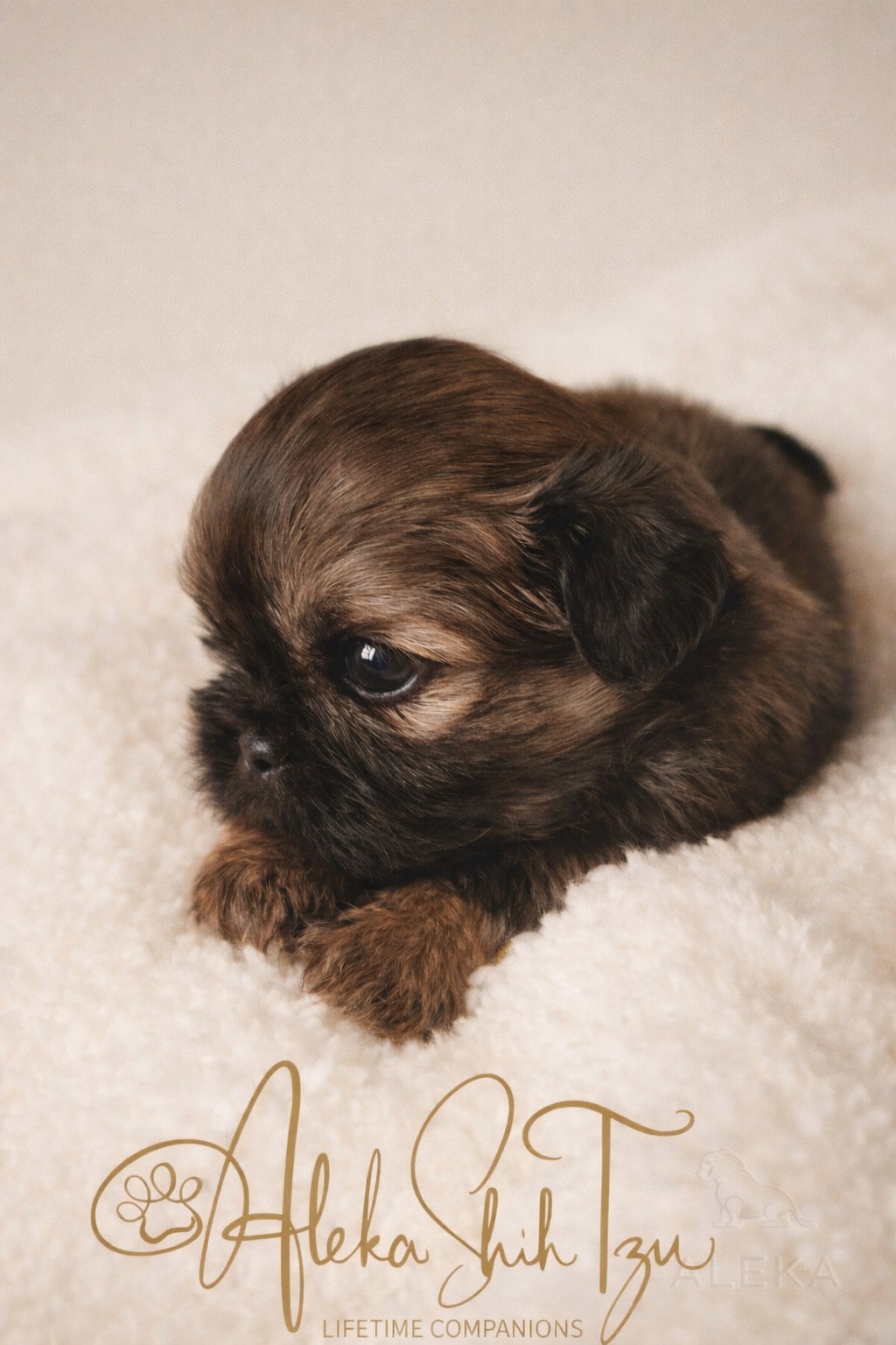 O'Malley — Male AKC Shih Tzu puppy for sale at Aleka Shih Tzu in Texas — photo 4
