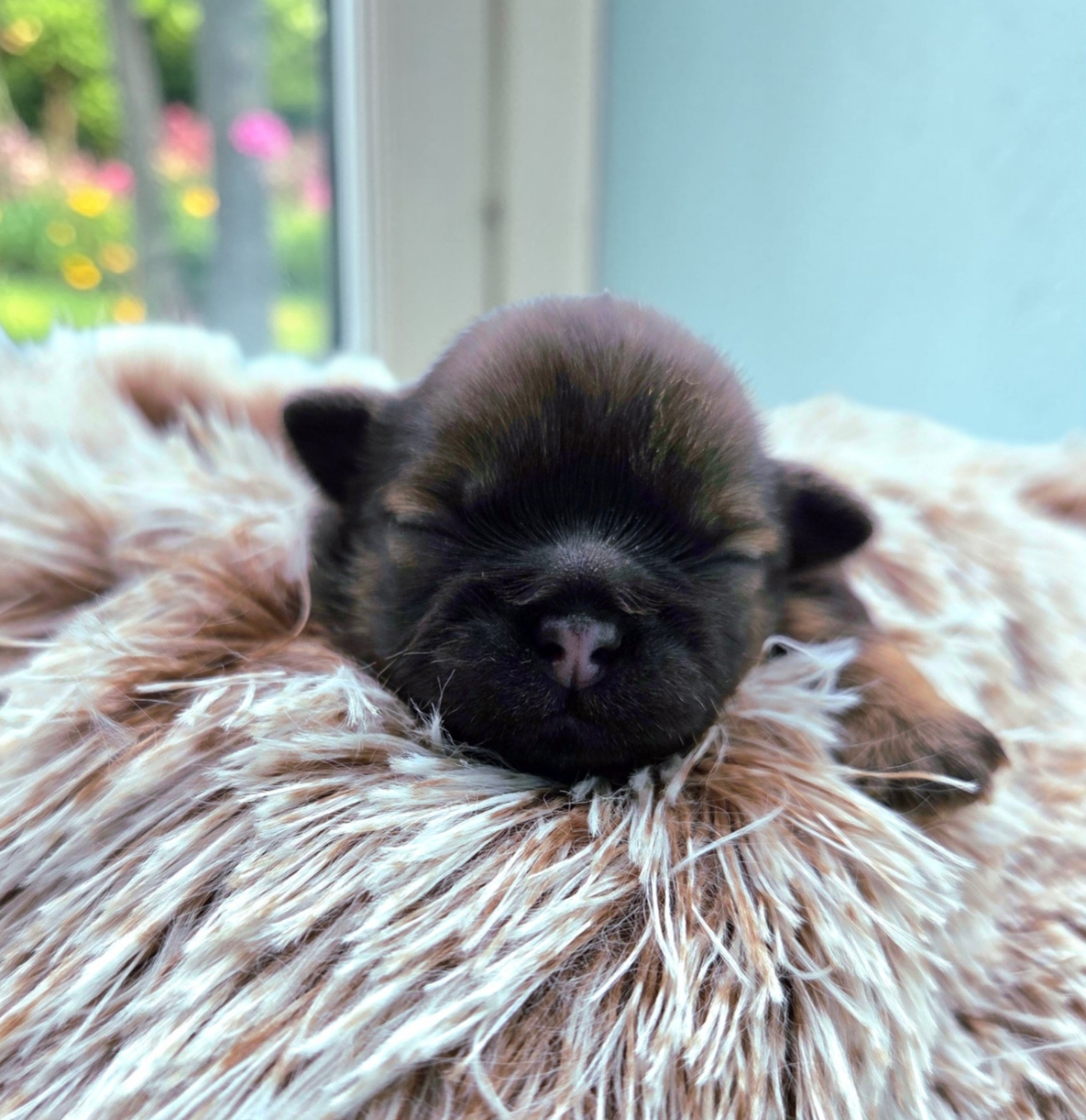 O'Malley — Male AKC Shih Tzu puppy for sale at Aleka Shih Tzu in Texas — photo 5
