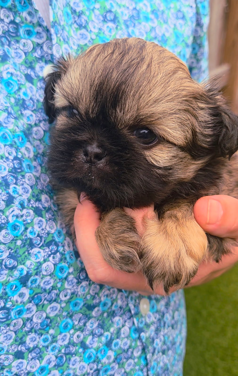 O'Malley — Male AKC Shih Tzu puppy for sale at Aleka Shih Tzu in Texas — photo 7