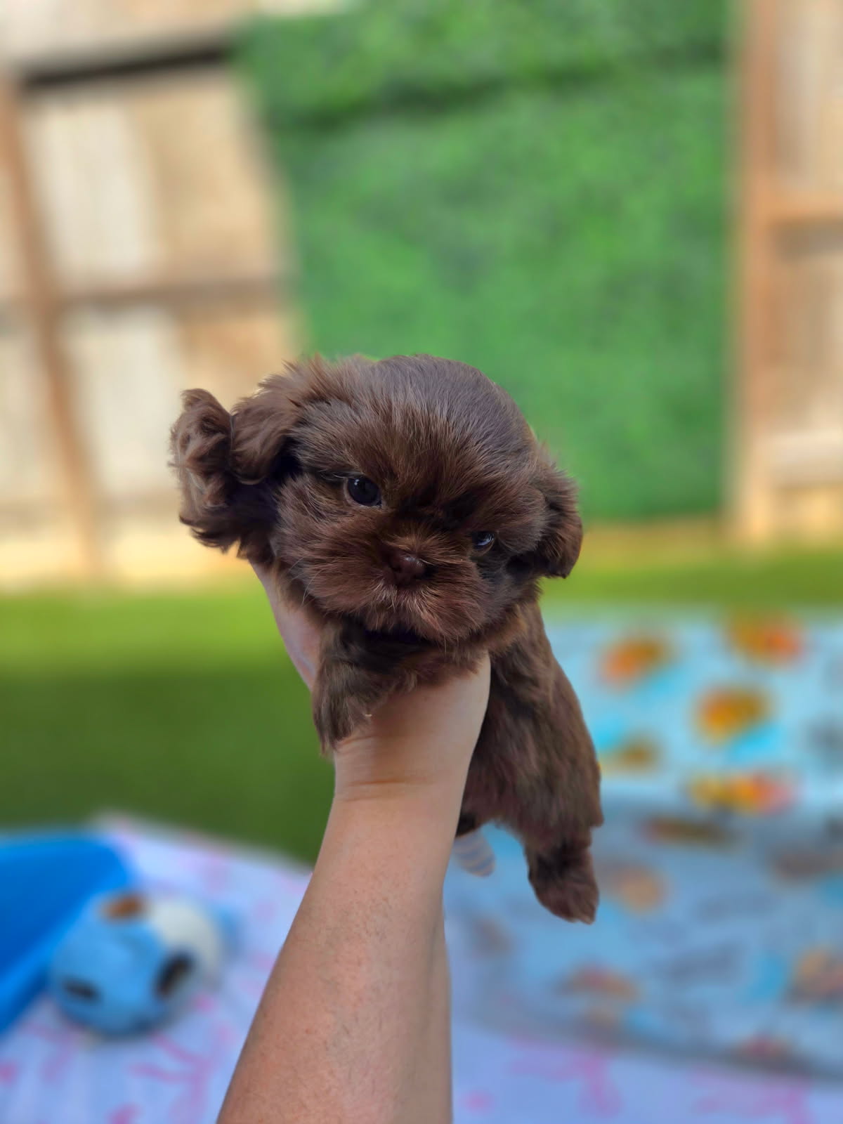 Echo — Female AKC Shih Tzu puppy for sale at Aleka Shih Tzu in Texas — photo 3