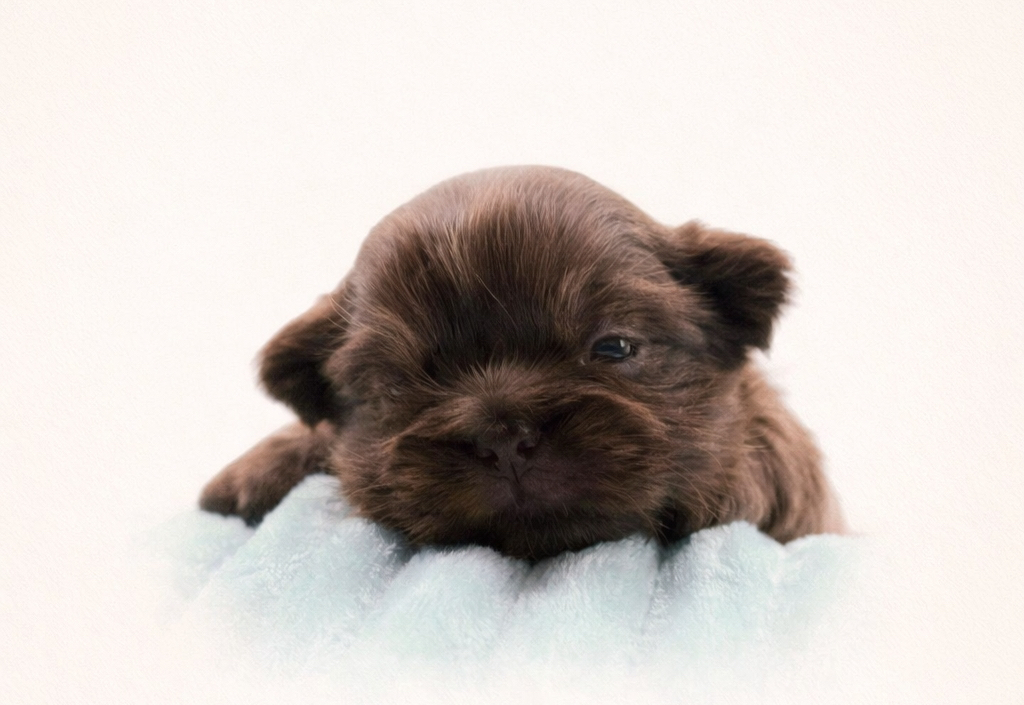 Echo — Female AKC Shih Tzu puppy for sale at Aleka Shih Tzu in Texas — photo 4