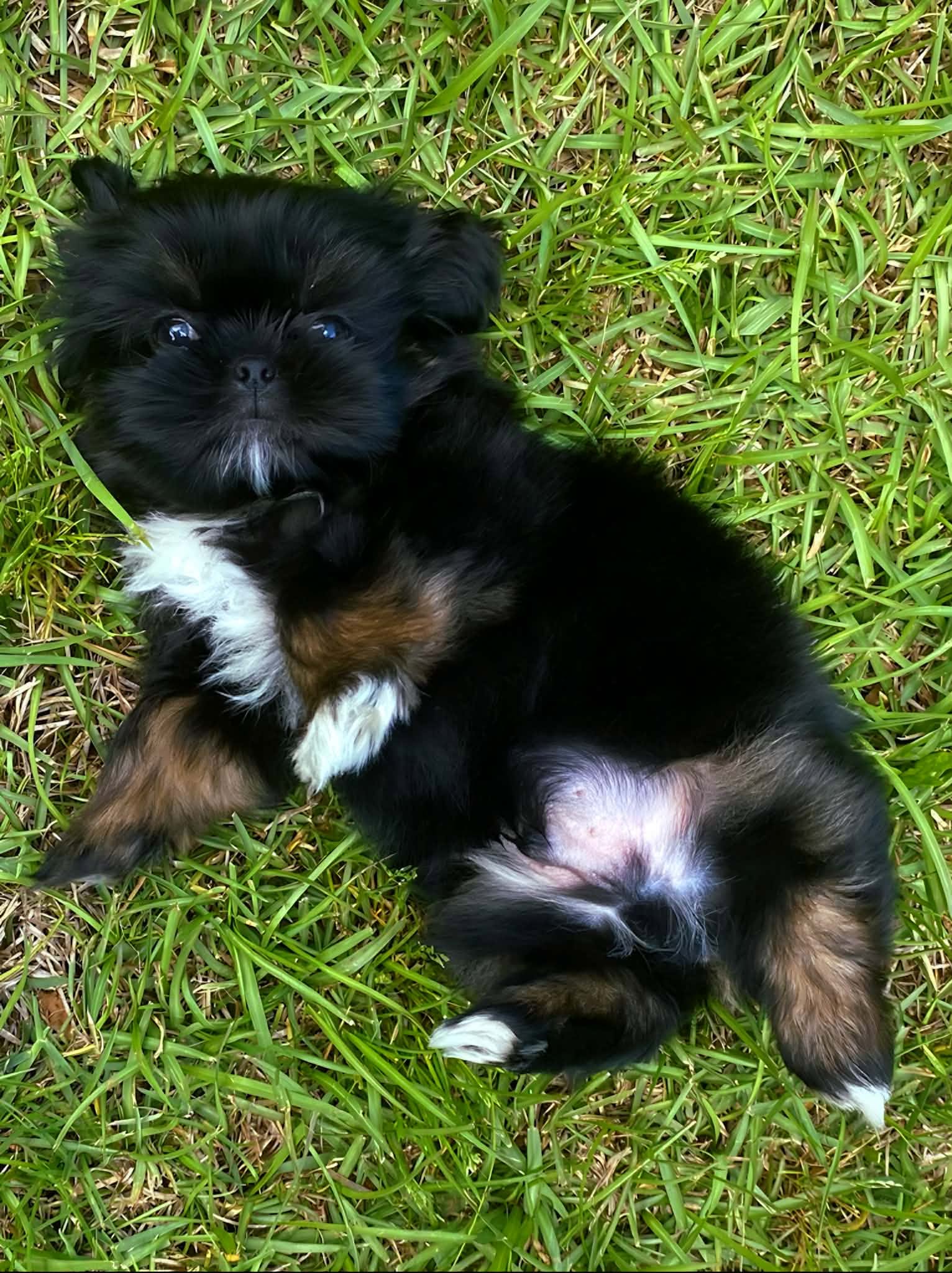 Aleka Shih Tzu 2