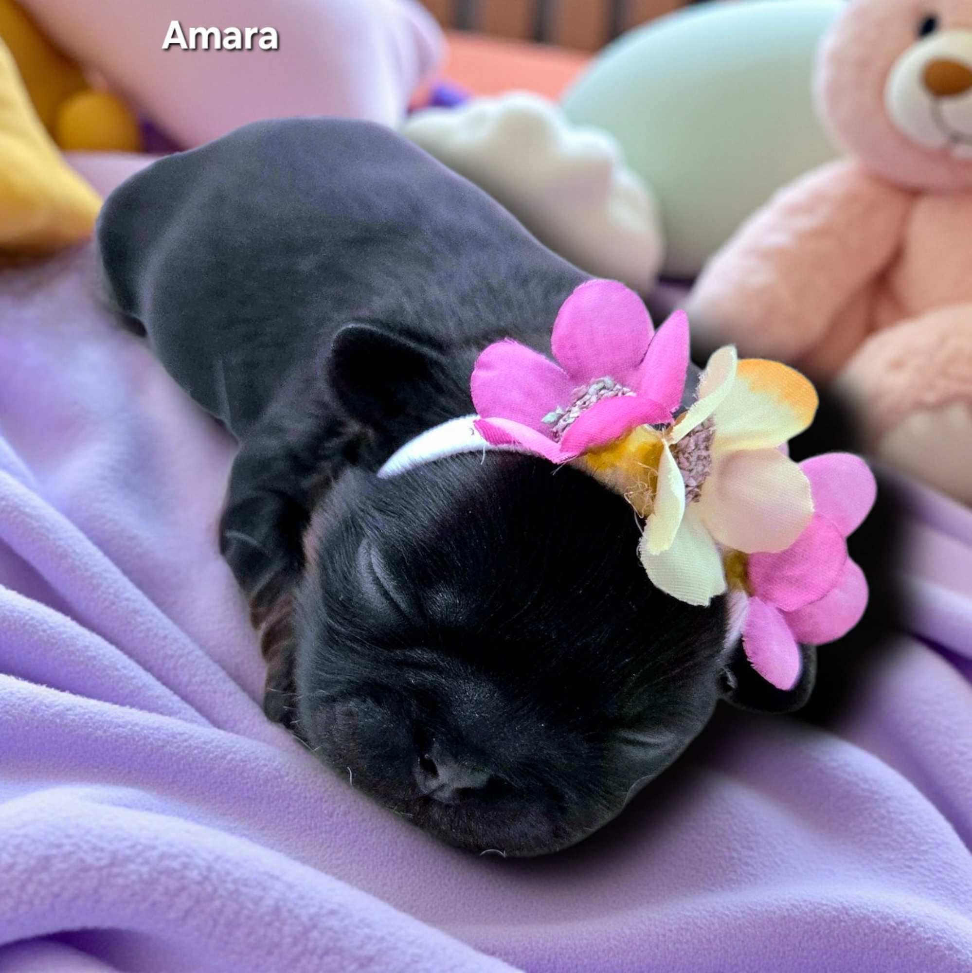 Aleka Shih Tzu 3